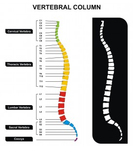 Research Studies Explained 2 – Vertebrae column
